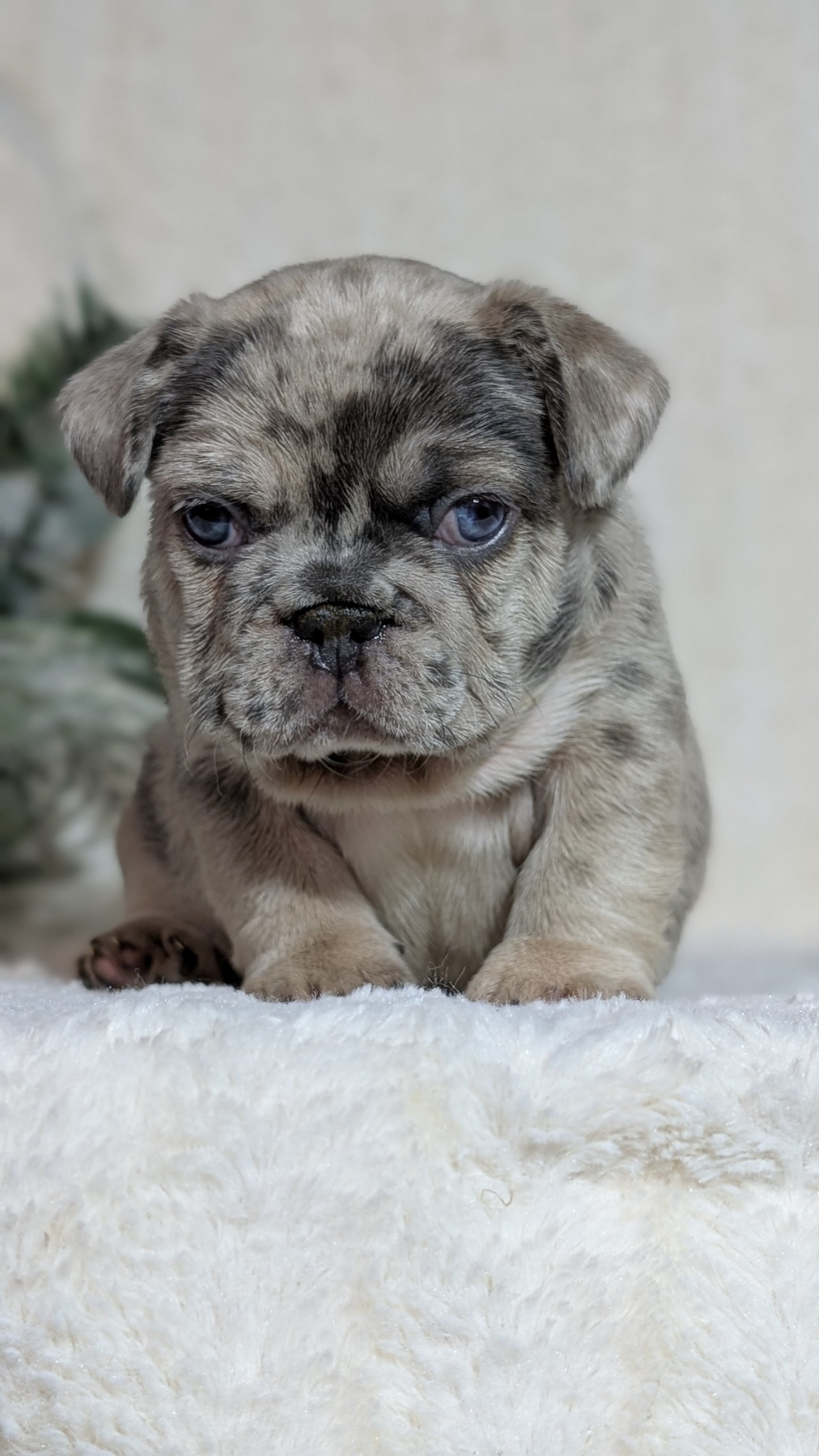 FRENCH BULLDOG (OCT 08) MALES