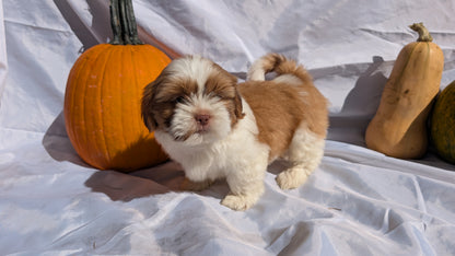 SHIH TZU (07/18) MALE