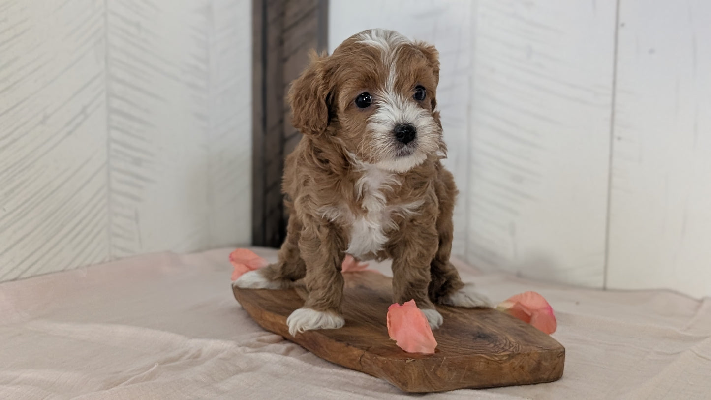 CAVAPOO (FEB 11) FEMALES
