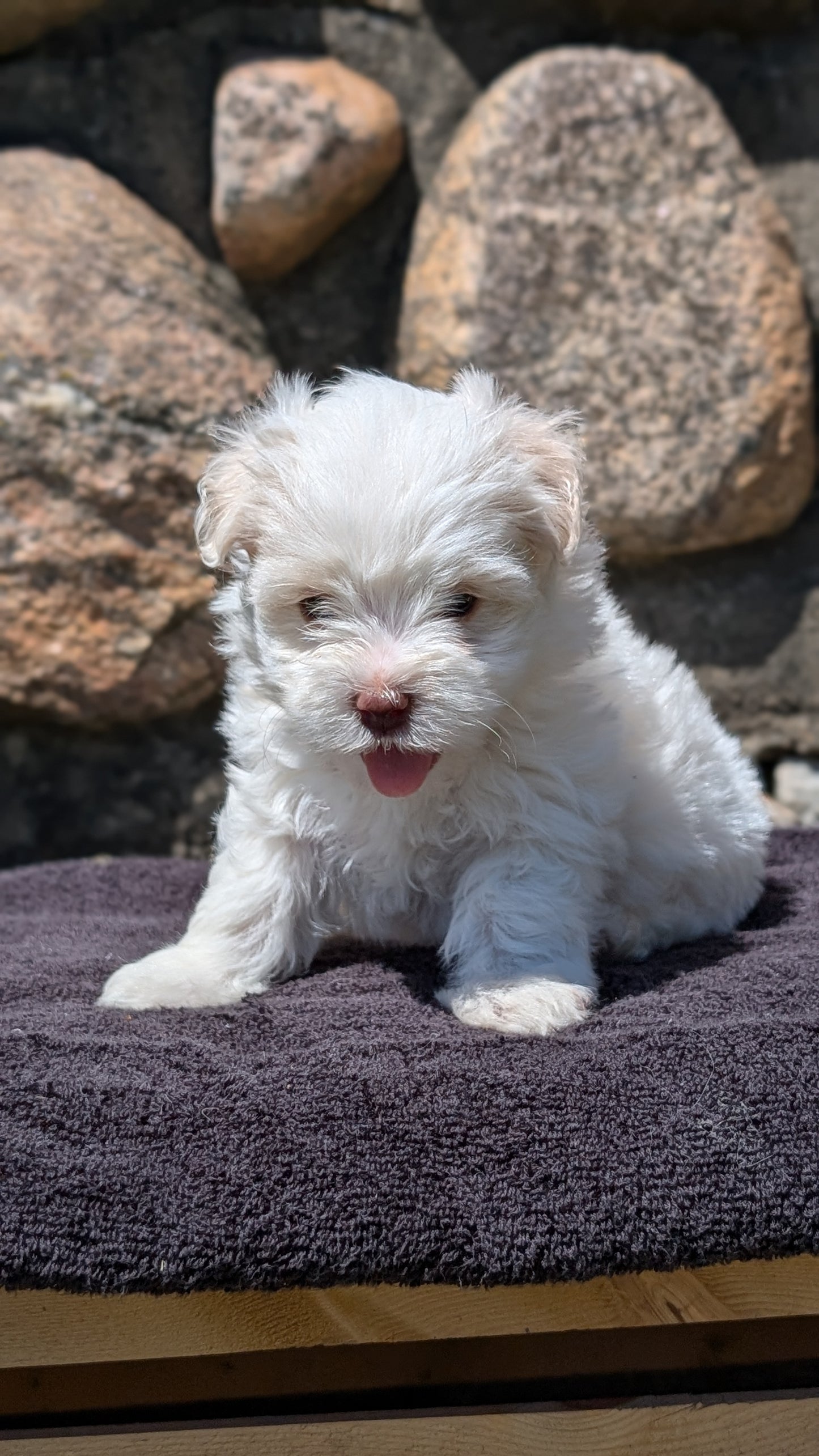 HAVANESE (MAY 14) FEMALES