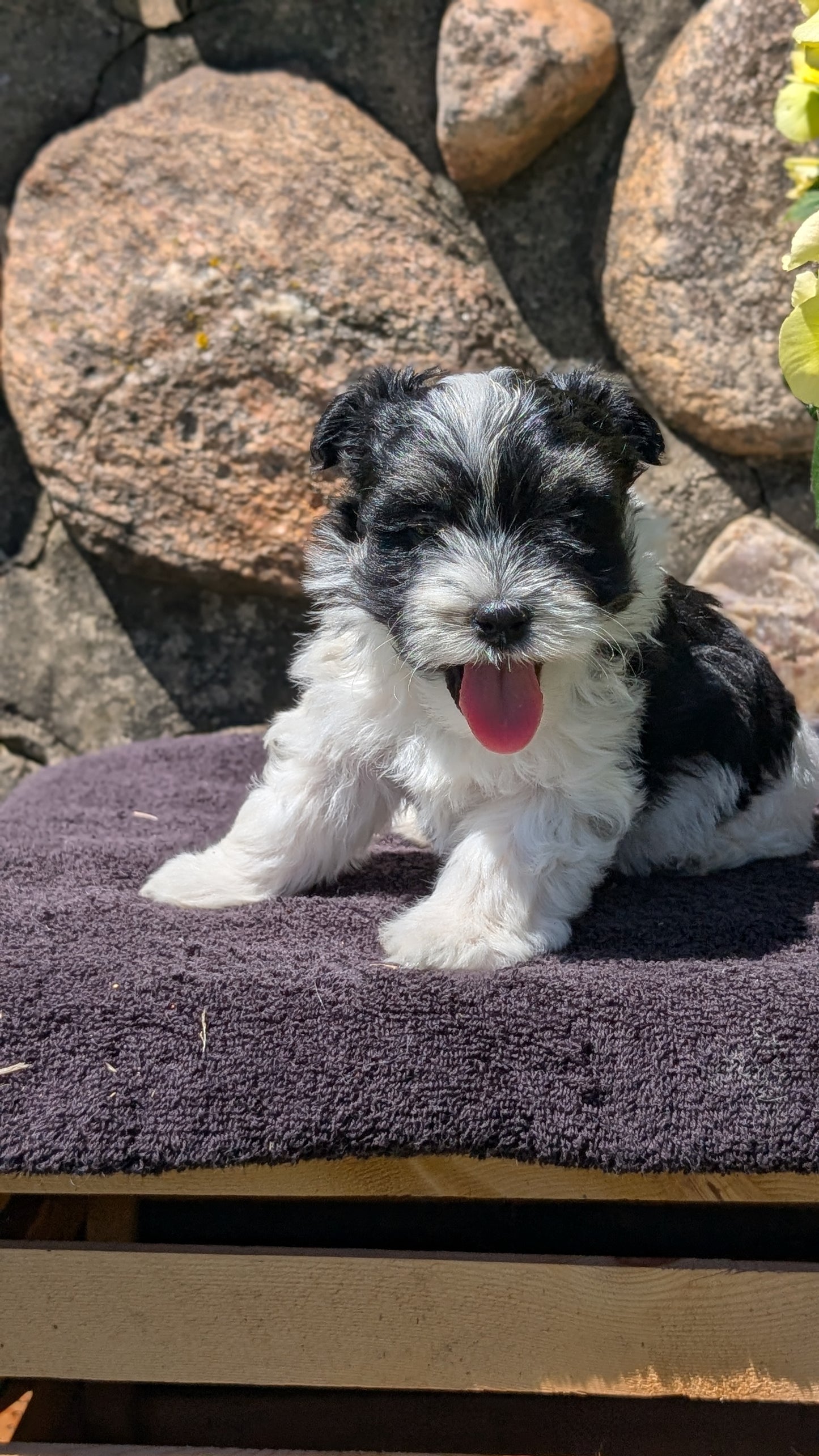 HAVANESE (MAY 14) MALES