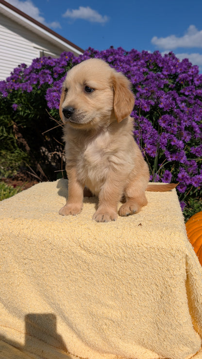 GOLDEN RETRIEVER (08/14) MALE