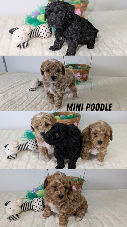 MINI POODLE (03/13) FEMALE