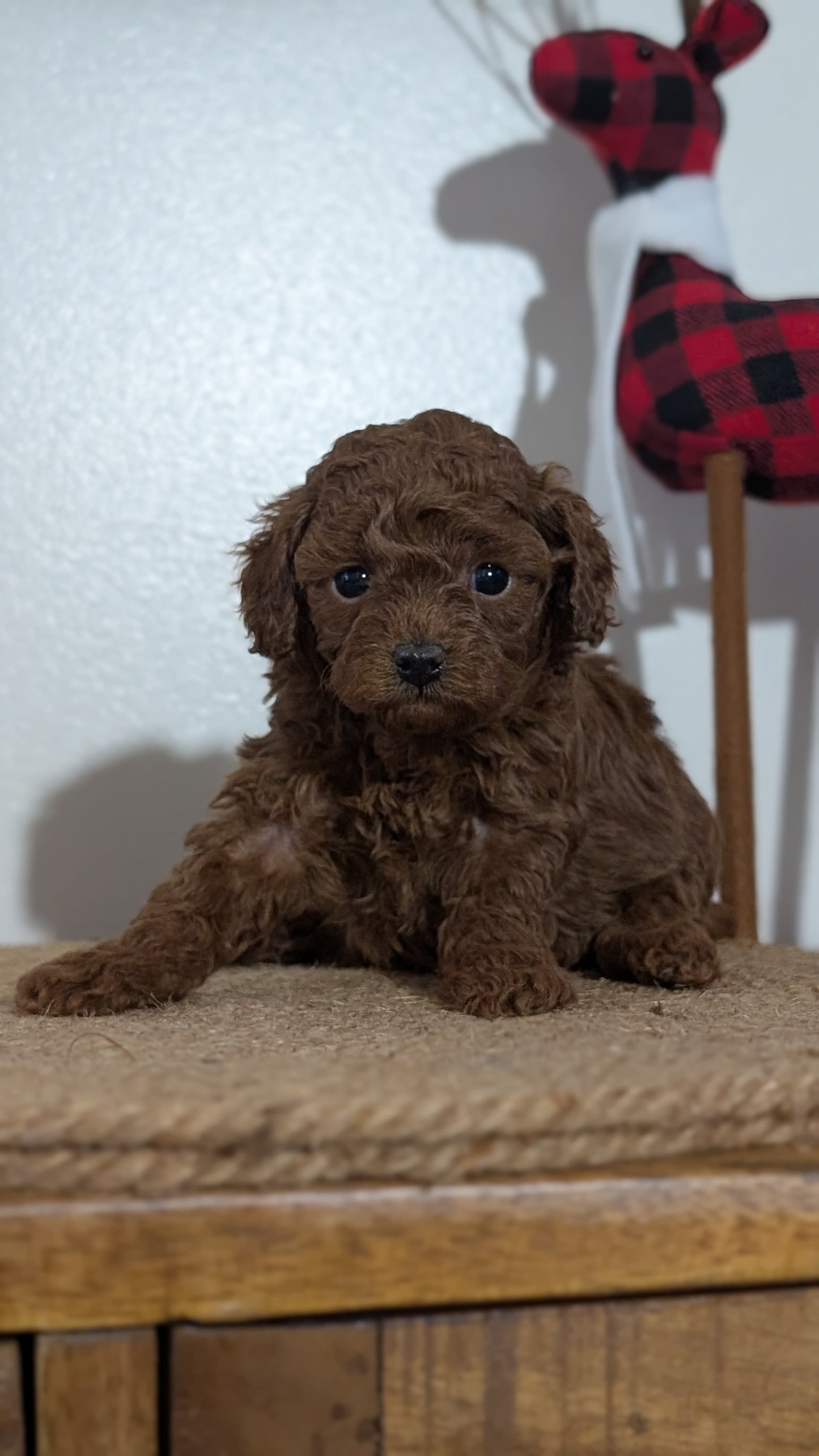 MINI POODLE (NOV 14) FEMALE