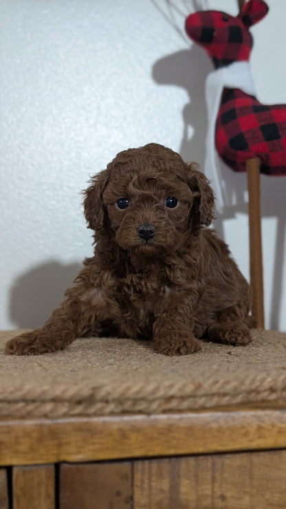 MINI POODLE (NOV 14) FEMALE