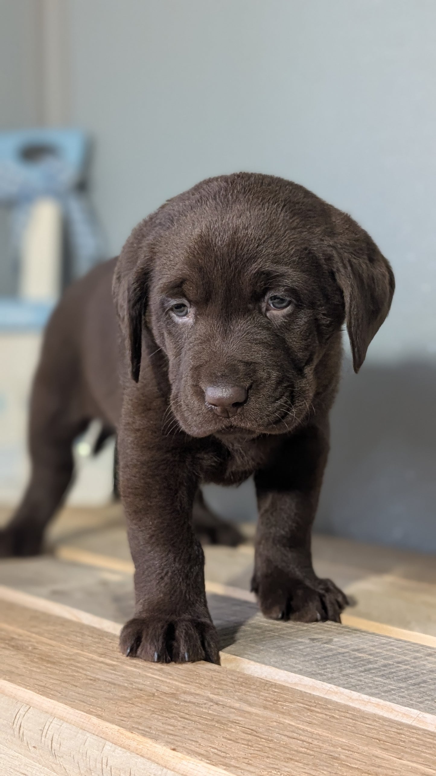 LABRADOR RETRIEVER (JAN 18) FEMALES