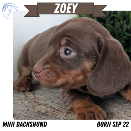 MINI DACHSHUND (09/22) FEMALE