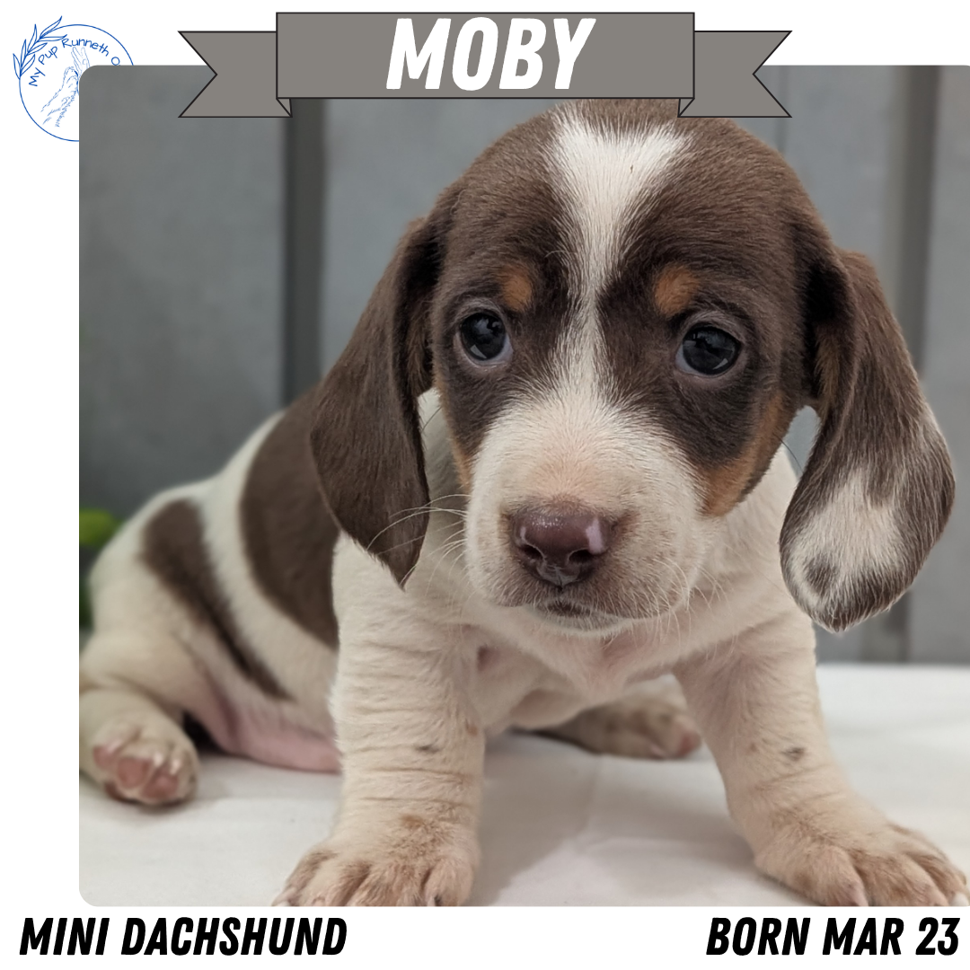 MINI DACHSHUND (MAR 23) MALES