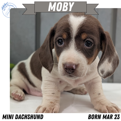 MINI DACHSHUND (MAR 23) MALES