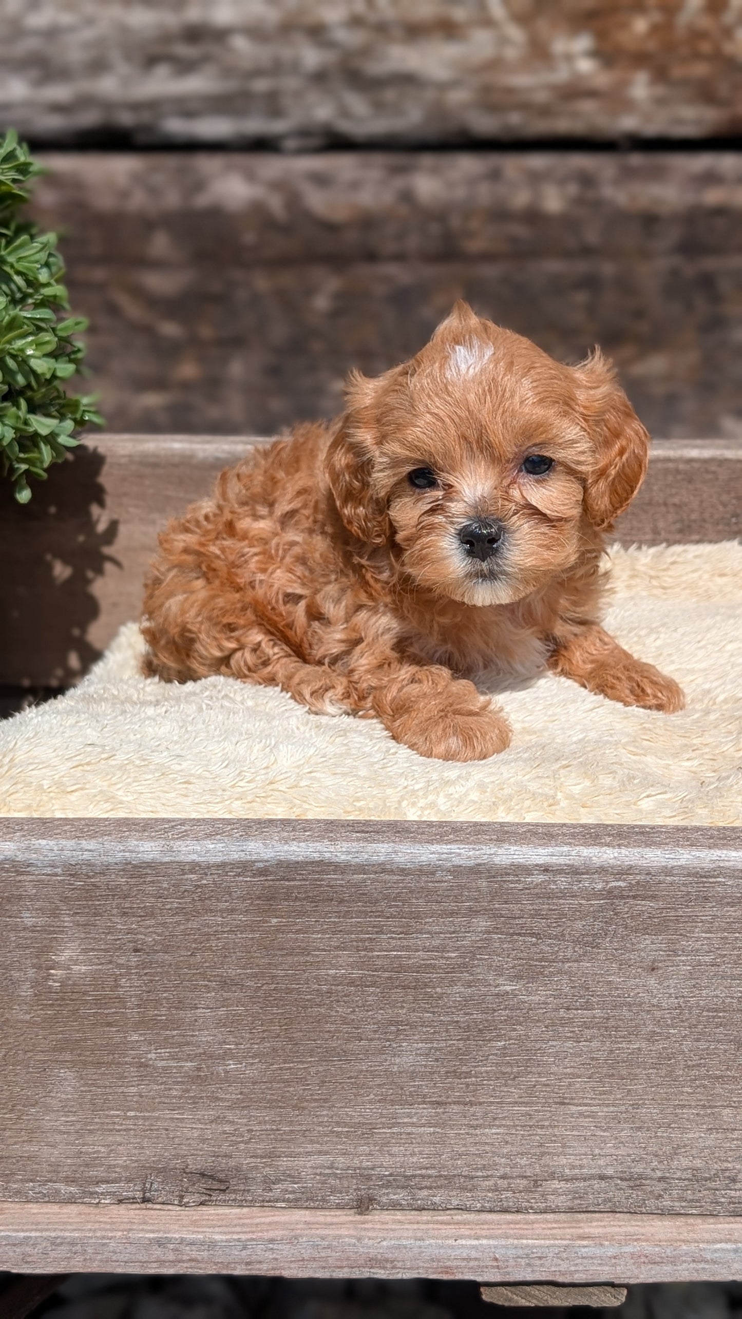 CAVAPOO (MAY 12) FEMALES