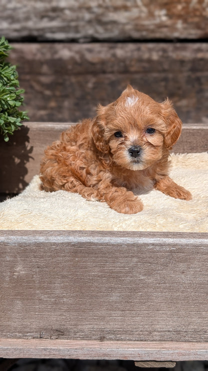 CAVAPOO (MAY 12) FEMALES