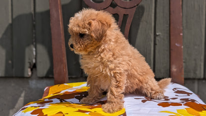MINI POODLE (JUN 21) 4 MALES