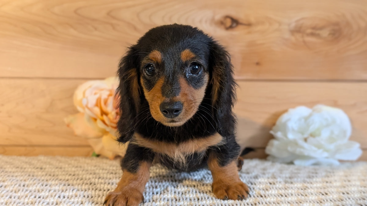 MINI DACHSHUNDS (JUL 05) 2 MALES/2 FEMALES