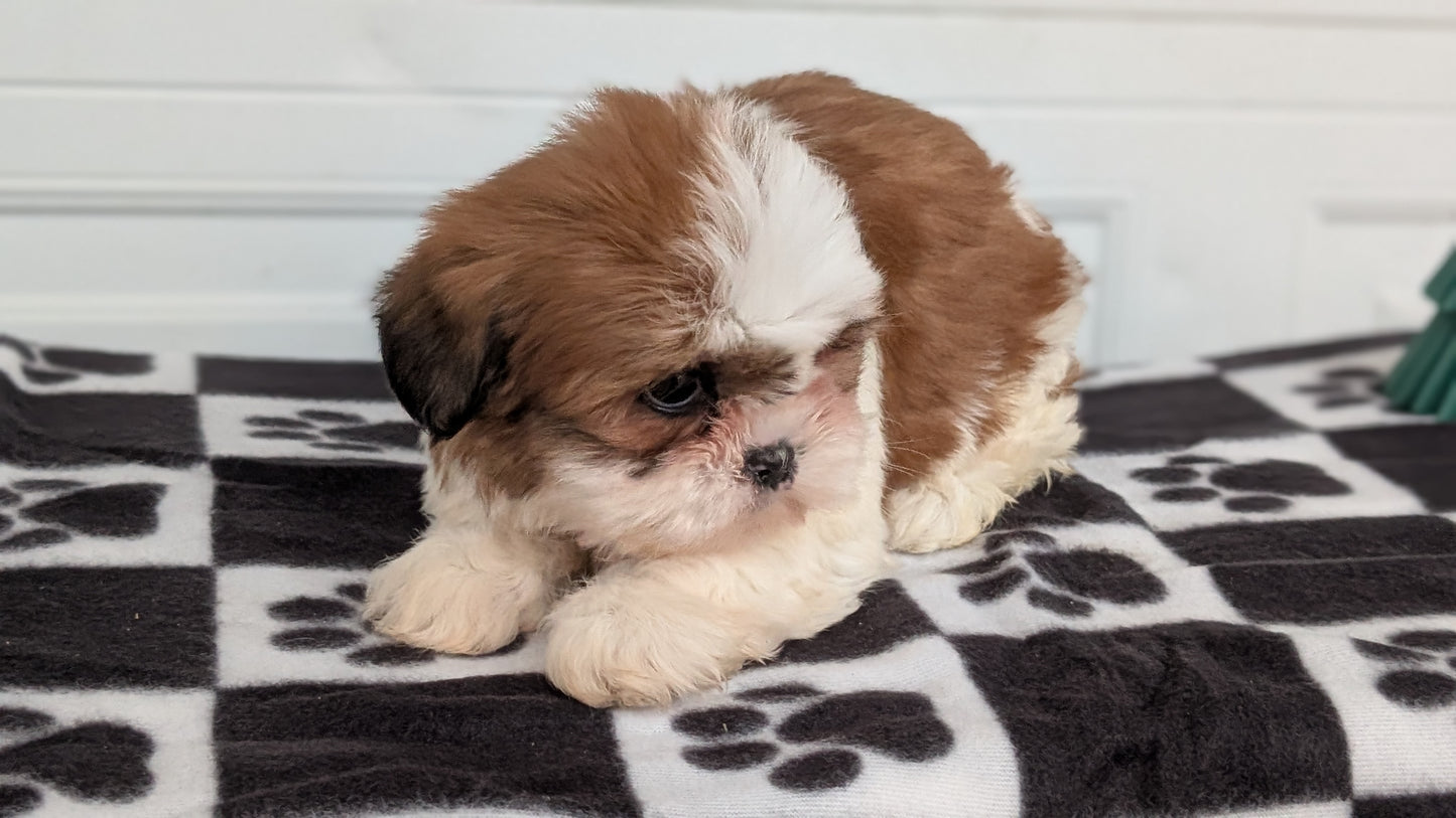 SHIH TZU (NOV 15) FEMALES