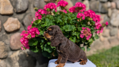 COCKER SPANIEL (07/16) MALE