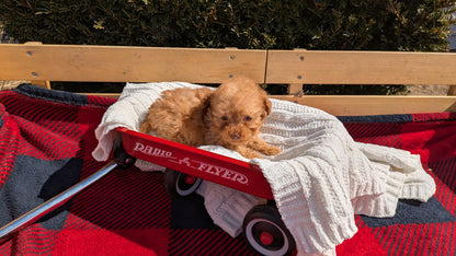 TOY POODLE (01/23) MALE