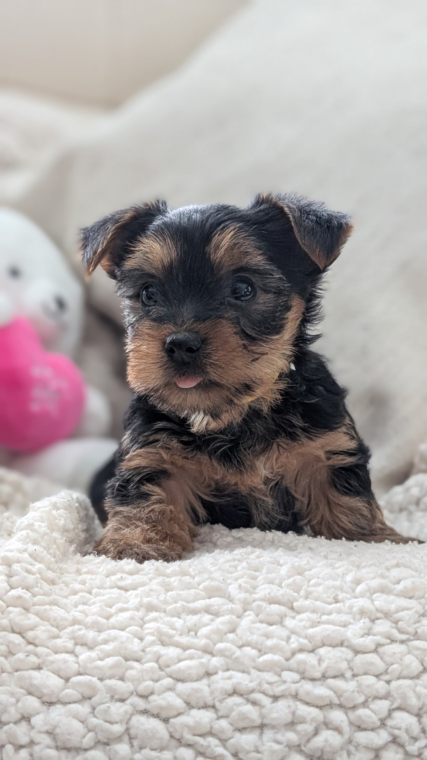 YORKSHIRE TERRIER (DEC 24) MALES