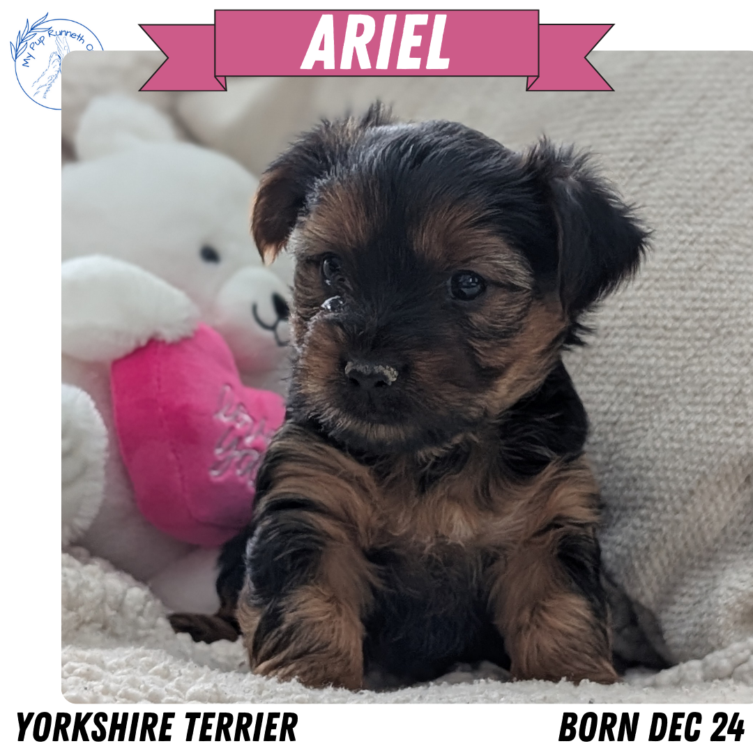 YORKSHIRE TERRIER (DEC 24) FEMALES