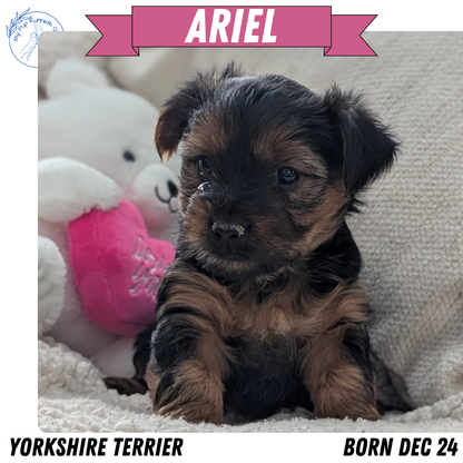 YORKSHIRE TERRIER (DEC 24) FEMALES