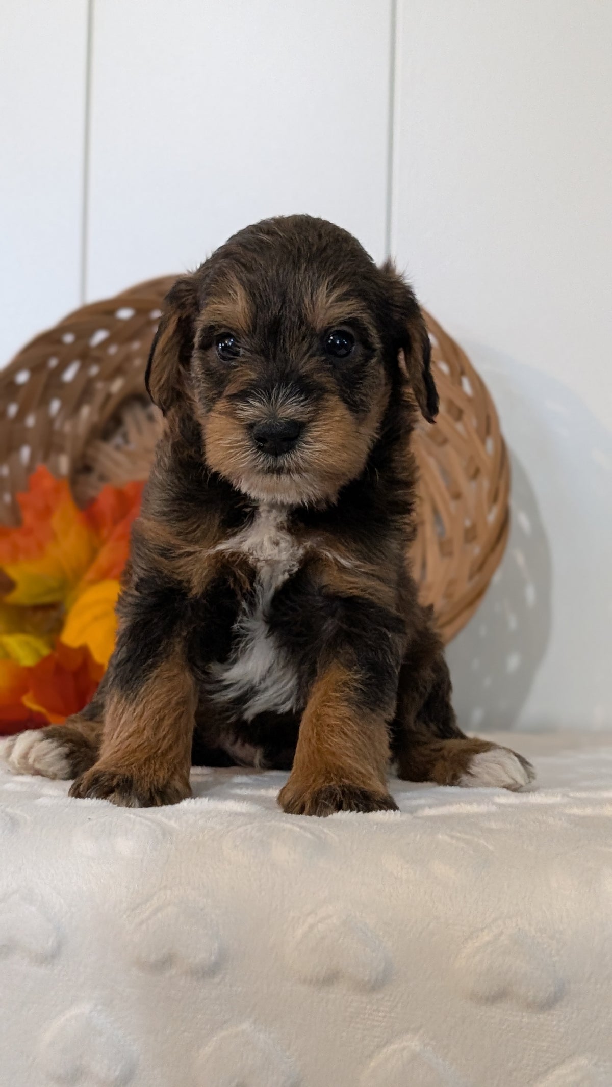 SCHNOODLE (SEP 03) 4 FEMALES/3 MALES