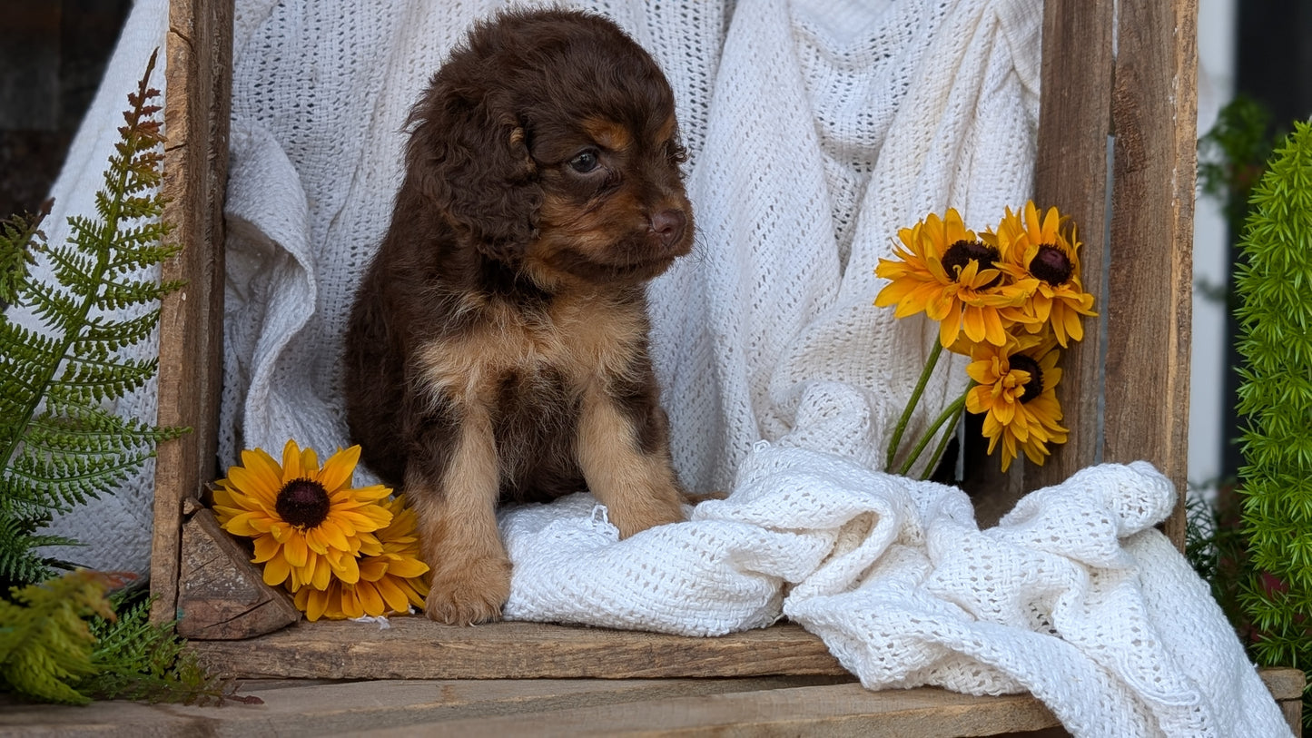 COCKAPOO (06/02) FEMALE