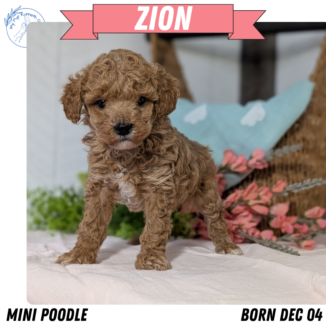 MINI POODLE (DEC 04) MALES
