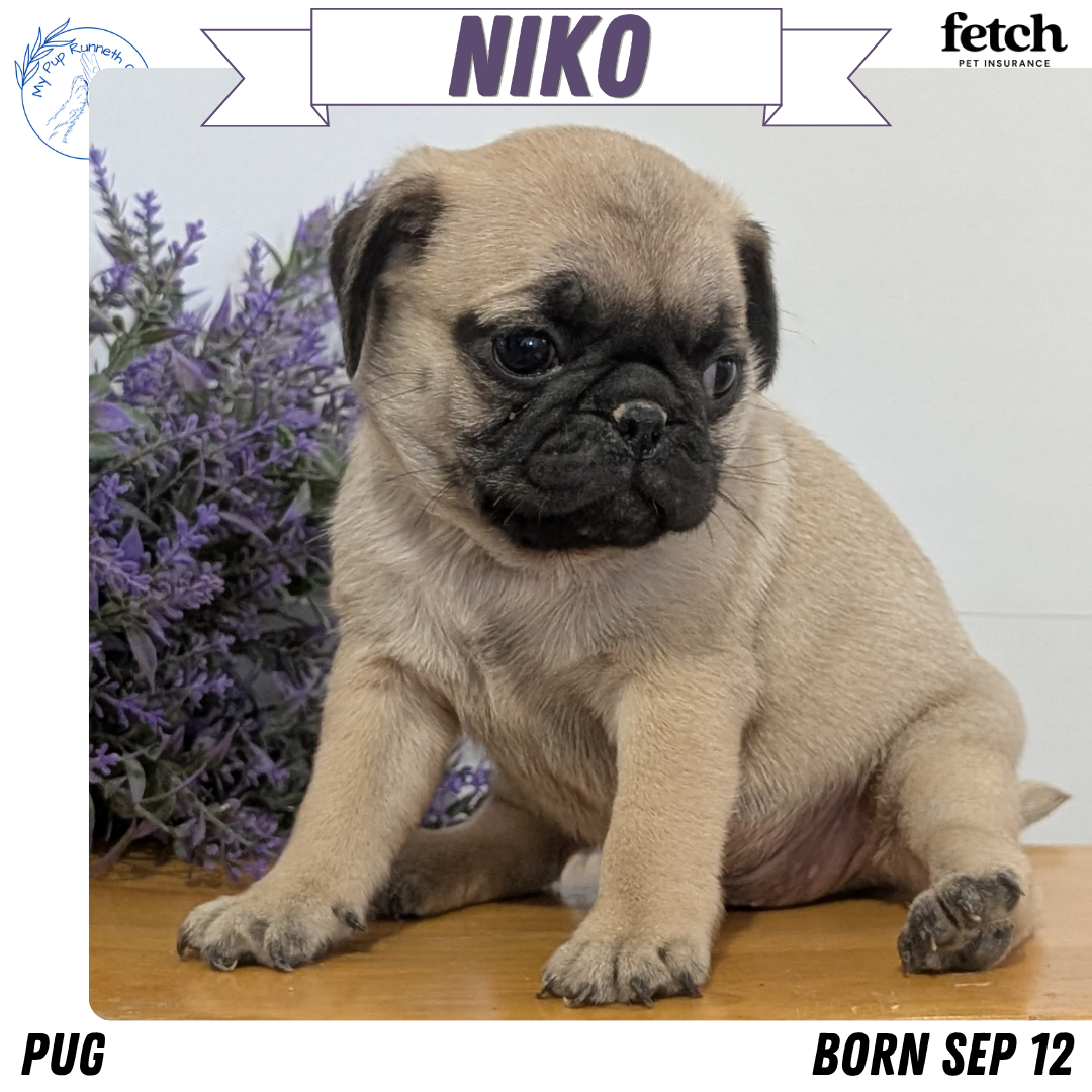 PUG (SEP 12) 4 MALES/1 FEMALE