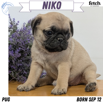 PUG (SEP 12) 4 MALES/1 FEMALE