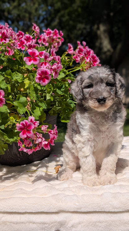 MINI BERNEDOODLE (06/11) FEMALE