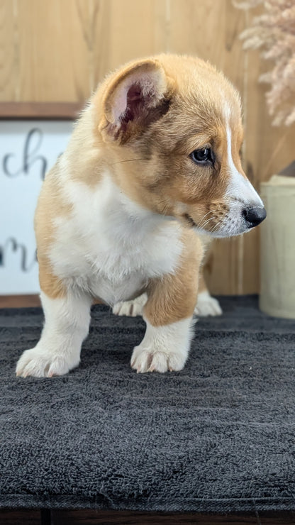 CORGI (JUL 13) 2 FEMALES/3 MALES