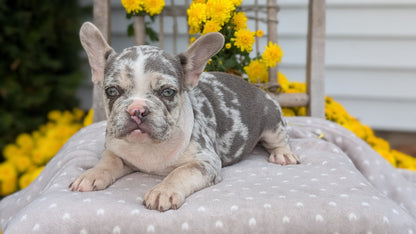 FRENCH BULLDOG (07/29) MALE