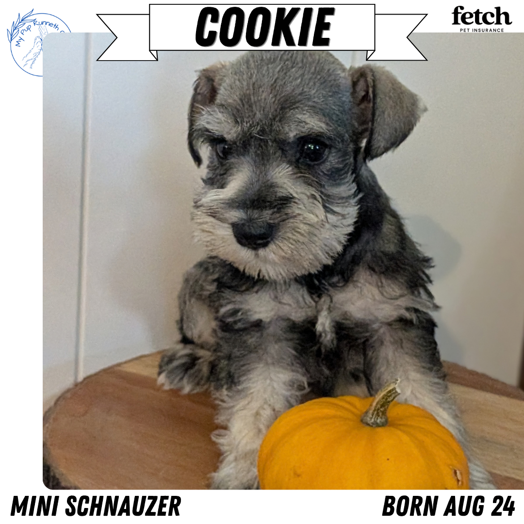MINI SCHNAUZER (AUG 24) 8 FEMALES
