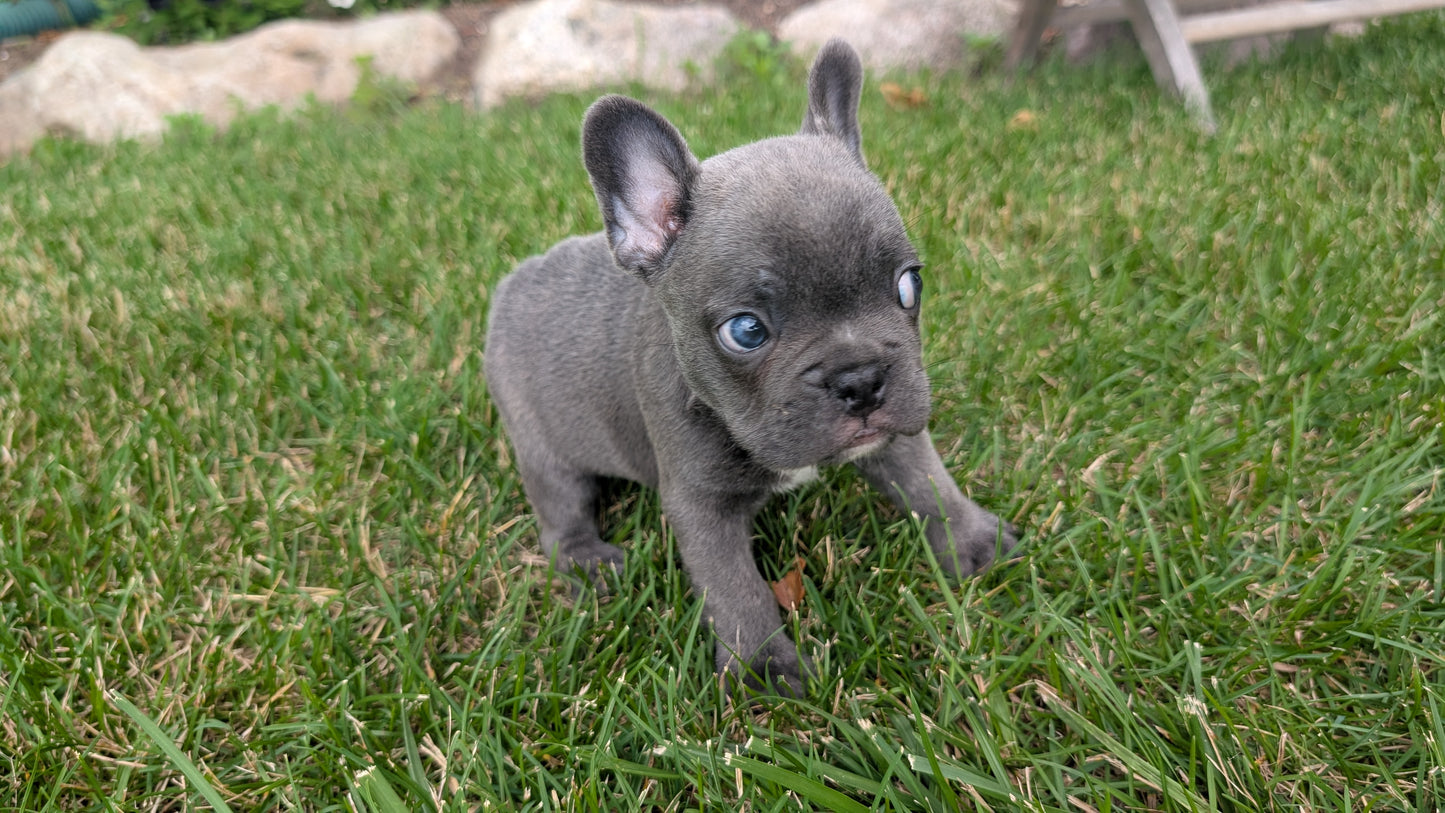 FRENCH BULLDOG (05/20) MALE
