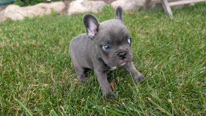 FRENCH BULLDOG (05/20) MALE