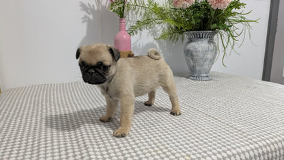 PUG (02/04) FEMALE