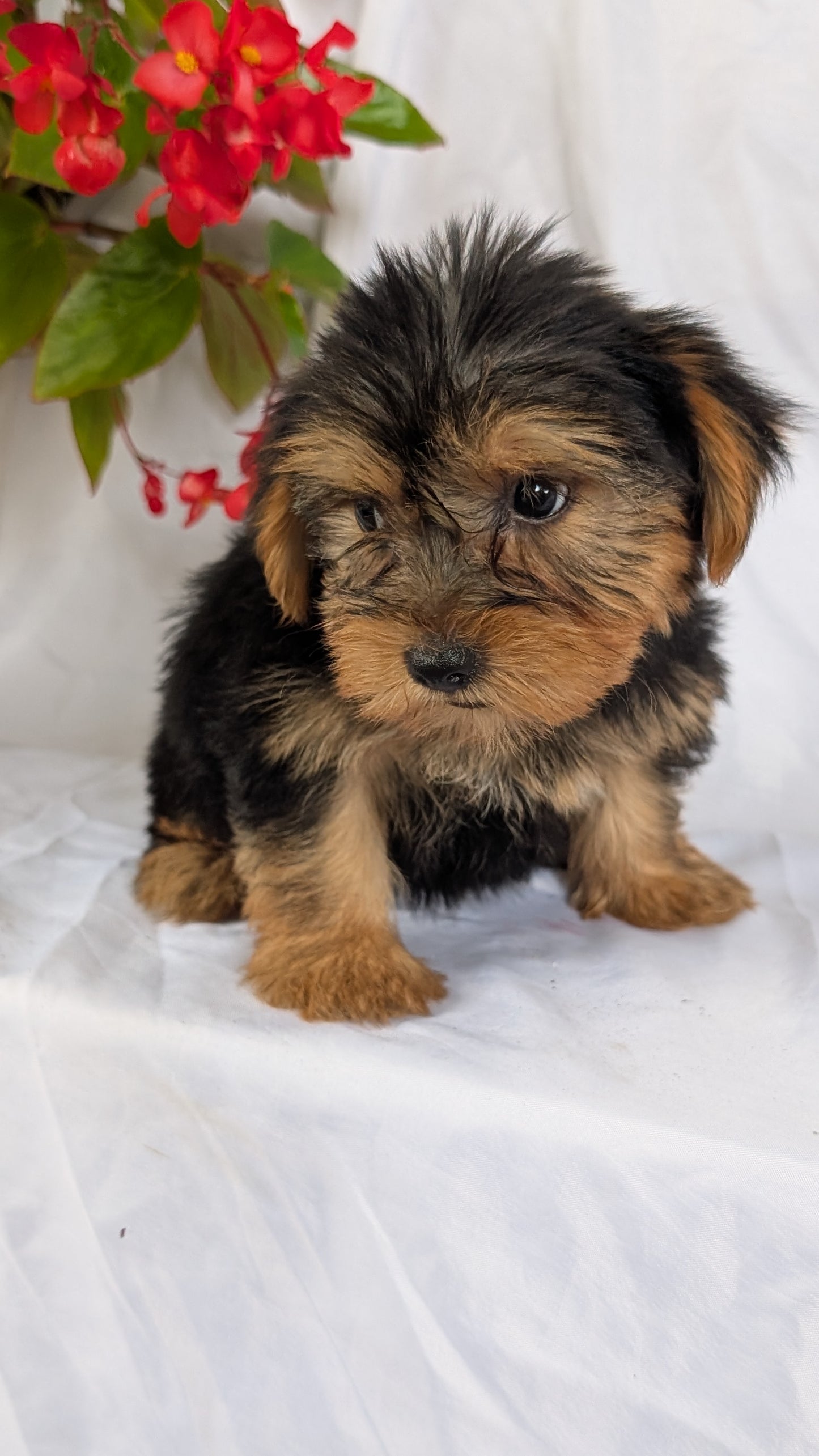 YORKSHIRE TERRIER (06/14) MALE
