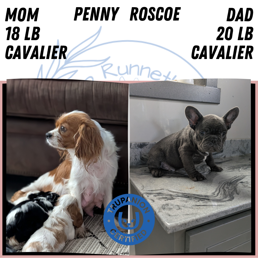 CAVALIER (DEC 03) FEMALES