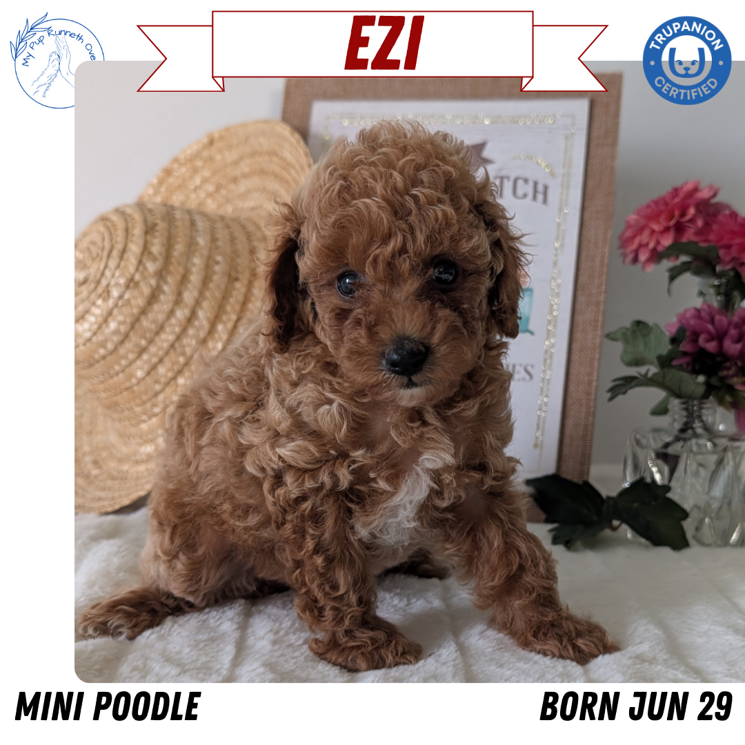 MINI POODLE (06/29) FEMALE