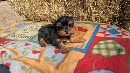 YORKSHIRE TERRIER (02/20) MALE