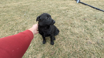 LABRADOR X TERRIER (11/08) FEMALE