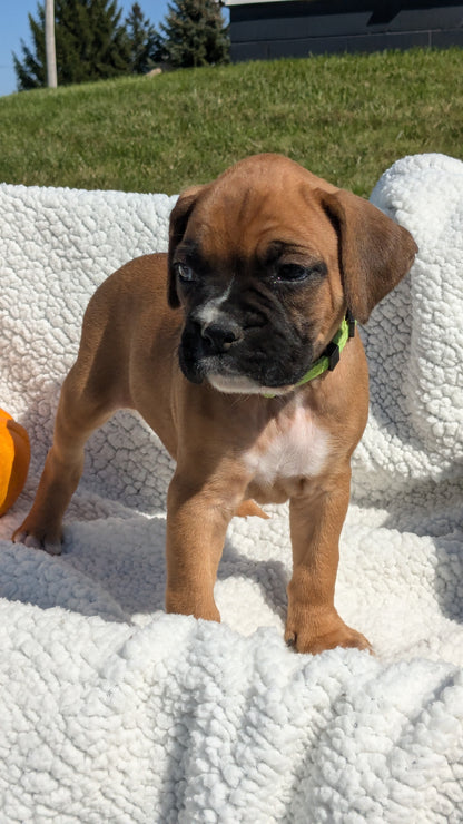 BOXER (08/27) FEMALE