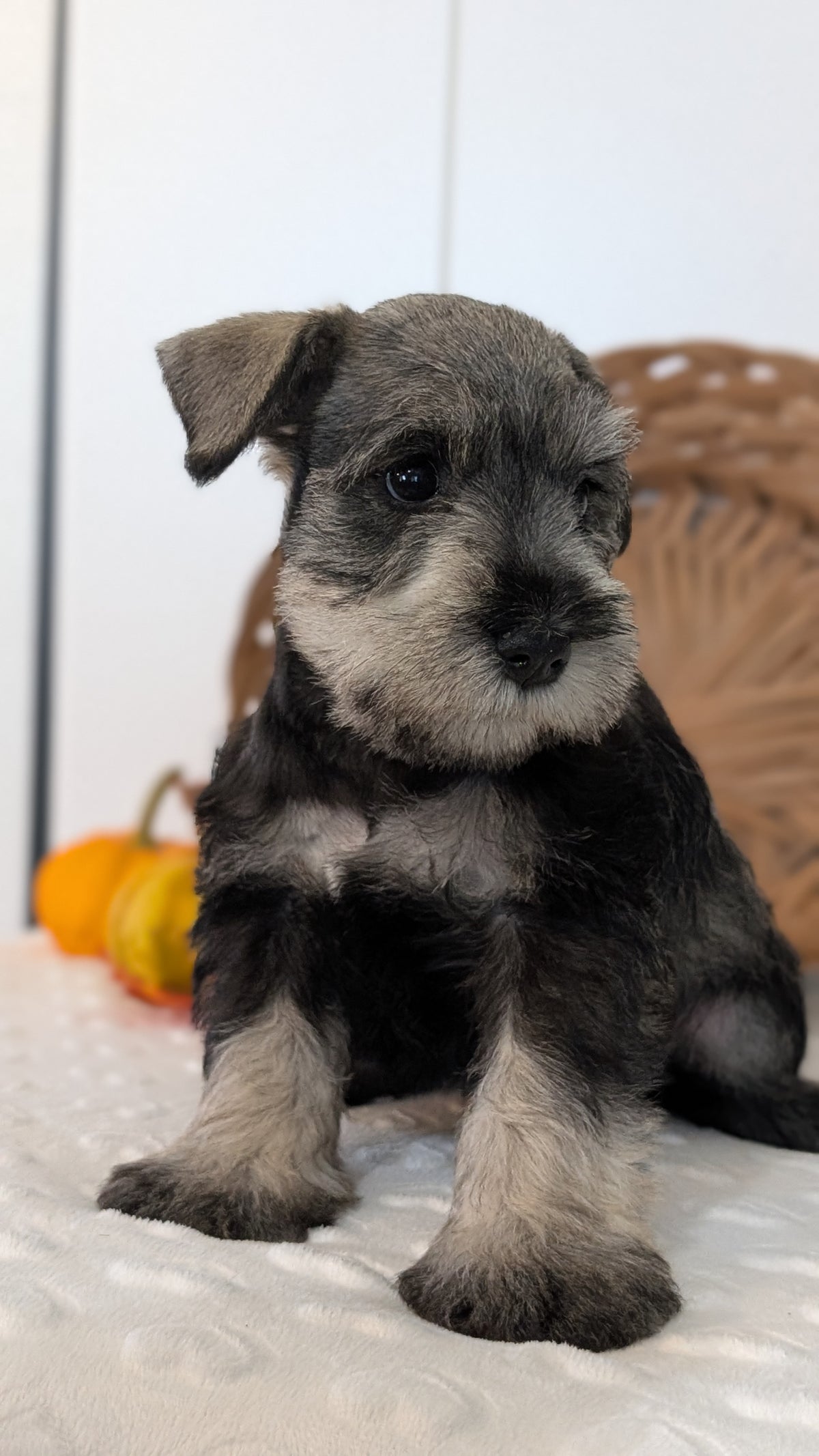 MINI SCHNAUZER (AUG 27) 4 FEMALES/1 MALE