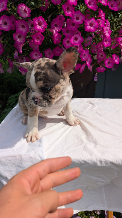 FRENCHTON (06/25) MALE