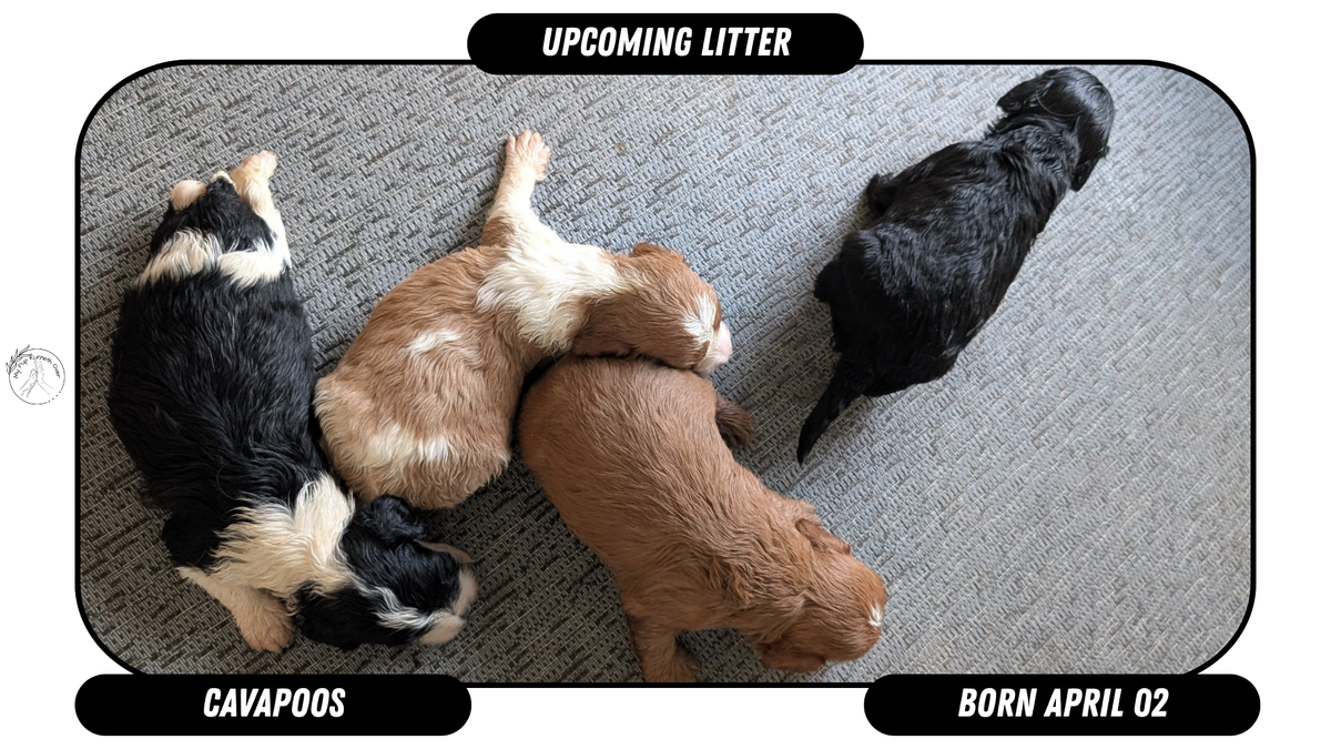 CavaPoos Born April 02 – My Pup Runneth Over