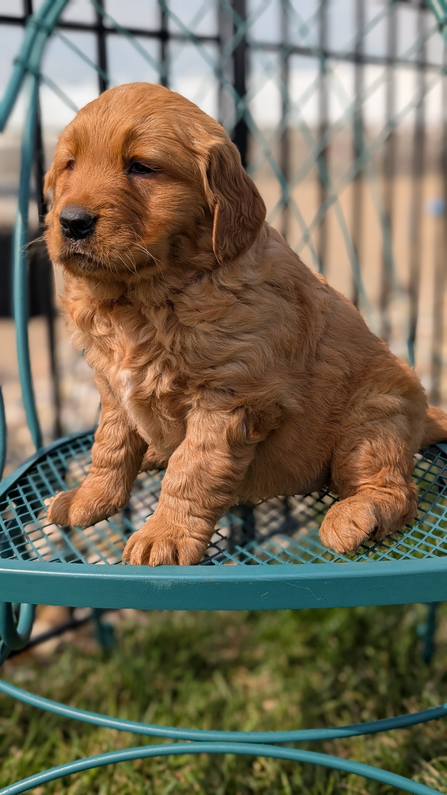 GOLDEN RETRIEVER (FEB 04) FEMALES