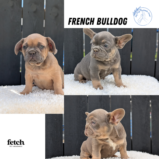FRENCH BULLDOG (JUN 29) 3 MALES