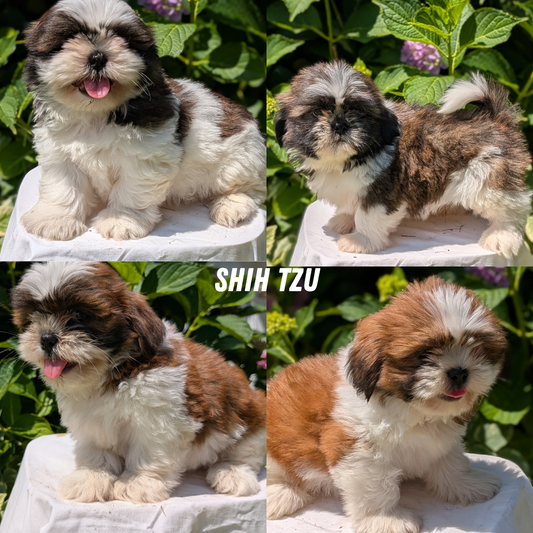 SHIH TZU (05/17) FEMALE