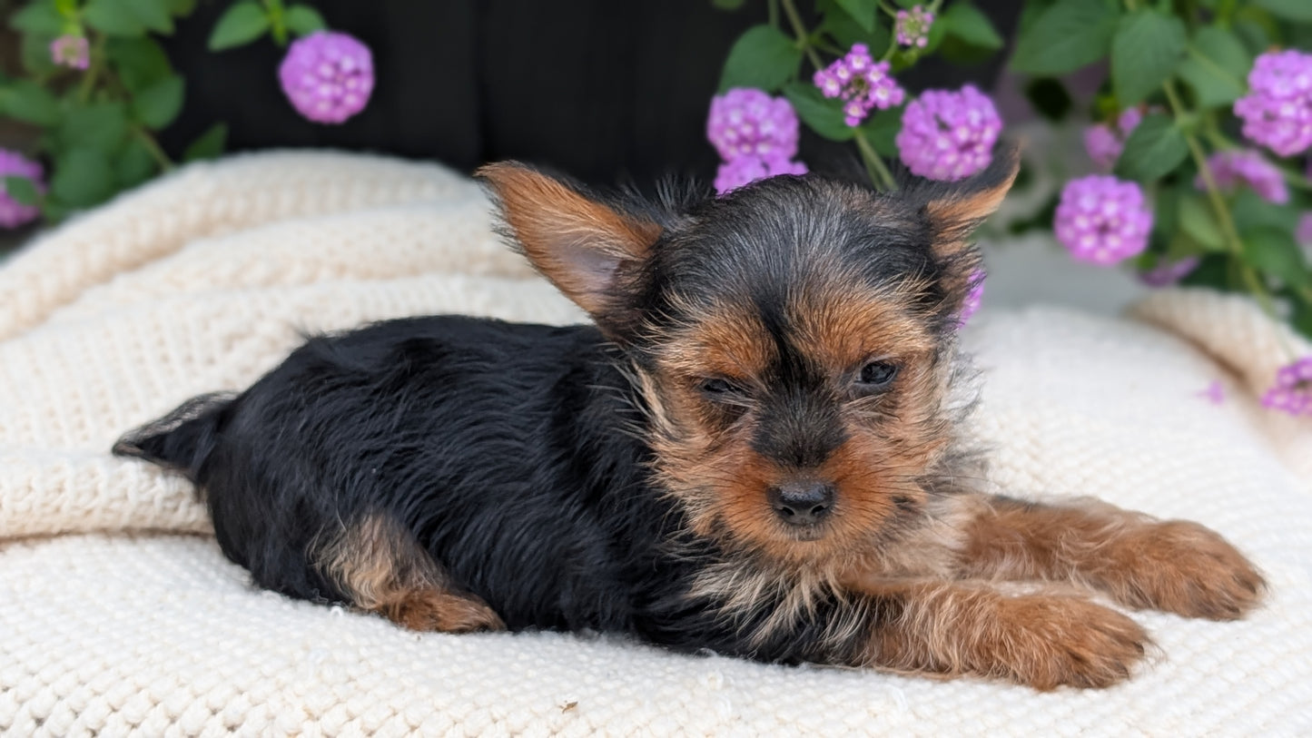 YORKSHIRE TERRIER (MAY 20) FEMALE