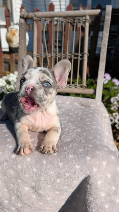FRENCH BULLDOG (07/29) MALE