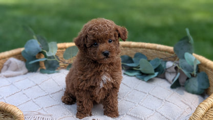 MINI POODLE (MAY 20) MALES